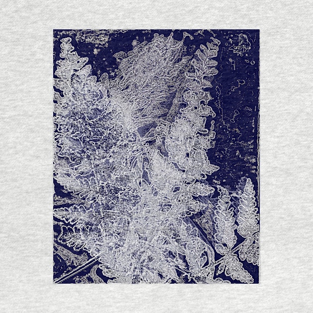 ferns lumen print by Alchemia